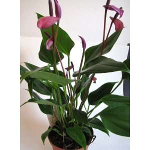  Anthurium Plant Purple In A 6 inch Container Everything 
