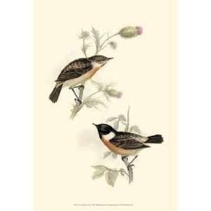  Goulds Stone Chat by John Gould 13x19