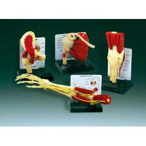 Life Size Muscled Joint Set:  Industrial & Scientific