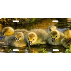  Rikki KnightTM Four Yellow Ducklings in Pond Cool Novelty 