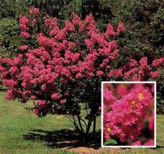 Beautiful Red Flowering CRAPE MYRTLE Tree 50 Seeds  