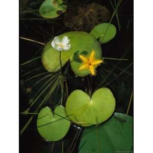  Heart Shaped Water Lily Leaves and Delicate Blossoms 