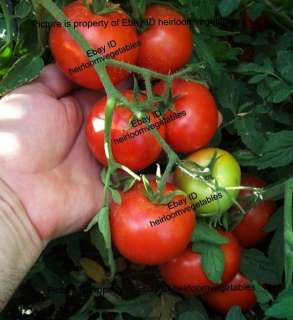 30 Cannonball Tomato seeds. HEIRLOOM  