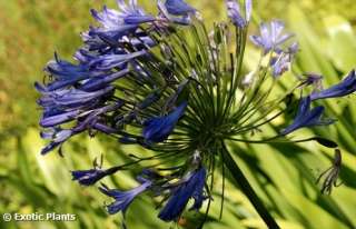 AFRICAN LILY   Agapanthus africanus   20 seeds  
