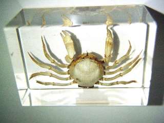 Spider Crab (Maja brevispinosis) Specimen   small  