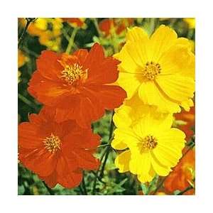  Bright Lights Cosmos Mix   Seed Packet