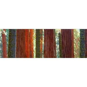   Decal   Sequoia Grove Sequoia National Park California
