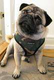Puppia Dog Harness Soft Mesh   All Sizes FREE SHIPPING  