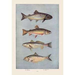  Paper poster printed on 20 x 30 stock. Fish