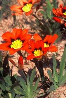  is a genus in the Iridaceae family that is endemic to South Africa 