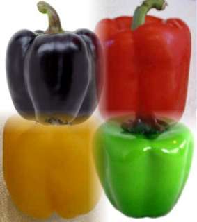Tasty Colorbell Pepper 4 Plants   Green/Yellow/Purple/Red  
