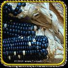 Lb   Hopi Blue Improved   Bulk Ornamental Corn Seeds