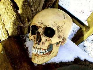 anatomischer Schädel, mit Unterkiefer, meschlicher Totenkopf 