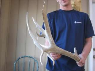   KIND DOUBLE DROPTINE and kickers MULE DEER SHED antlers whitetail rack