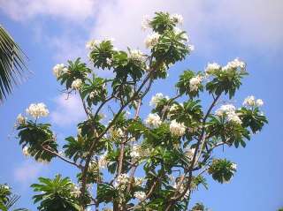 Plumeria caracasana RARE SCENTED KEY WEST VARIETY~PLANT  