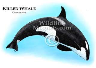Killer Whale Collectible Art Refrigerator Magnet  