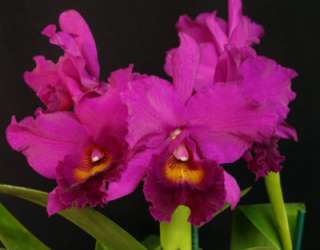 Cattleya Penang ‘Black Caesar’ Fragrant Hybrid Orchid Plant  