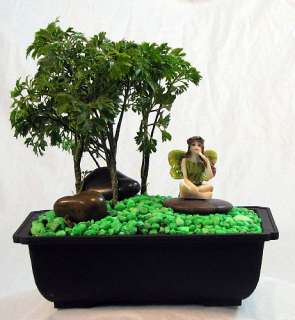 Fairy Garden Bonsai   Live Ming Tree/Tansy Ceramic Fairy  