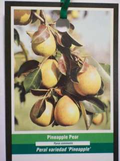 PINEAPPLE PEAR Fruit Tree Pears Plant Trees Now   