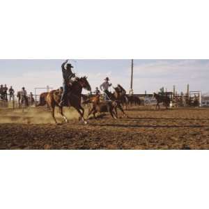  Cowboys Roping a Calf, North Dakota, USA Photographic 