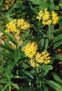Yellow Butterfly Plant 20 Seeds   Asclepias   Perennial  