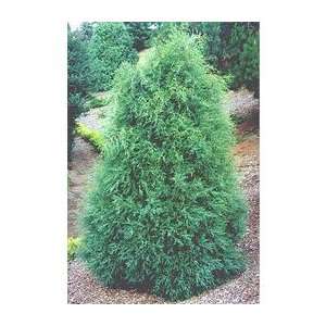  Cypress Leyland Naylors Blue Tree/Shrub/Windbreaker 