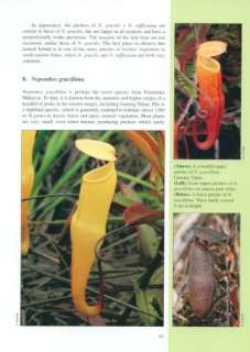   has been studying the ecology of nepenthes pitcher plants since 1988