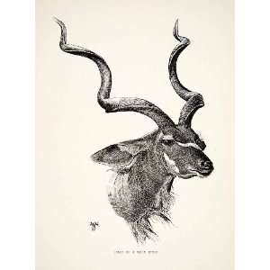  1898 Wood Engraving Head Kudu British Central Africa Sir Harry 