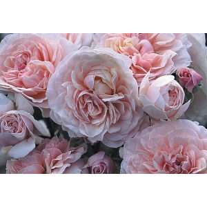  Lexy Rose Seeds Packet: Patio, Lawn & Garden