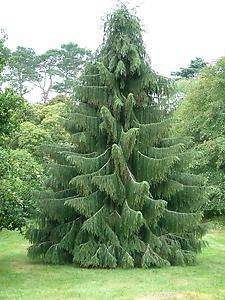   Spruce, Picea smithiana, Tree Seeds (Picea morinda, Weeping Evergreen