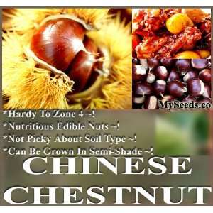 BULK Chinese Chestnut TREE SEEDS Castanea mollissima Nutritious Edible 