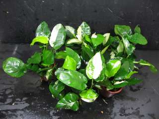 3x Anubias barteri green & white   Live aquarium plant  