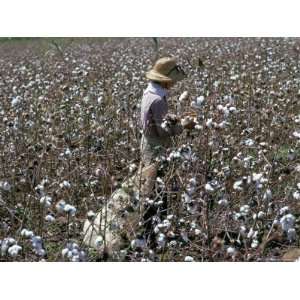 Cotton Picking, Sao Paolo State, Brazil, South America Photographic 