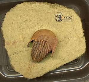 ZOIC FOSSIL TRILOBITE MOROCCO HARPIDES SP. MINIMUM RESTORATIONS  