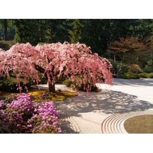  Cherry Tree Blossoms Over Rock Garden in the Japanese 