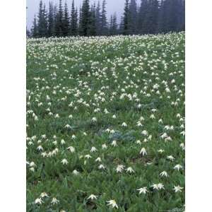  Avalanche Lilies in Olympic National Park, Washington, USA 