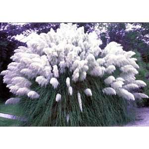  25 White Pampas Grass Plants  Cortaderia selloana SALE 