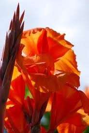 Orange Ausralian Black Leaf Canna lily Rhizomes Bulb  