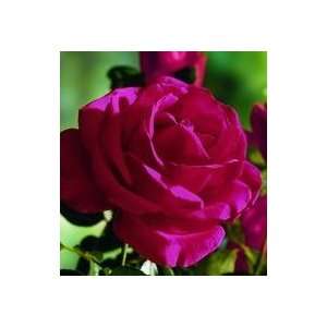  Volumptuous Rose Seeds Packet: Patio, Lawn & Garden