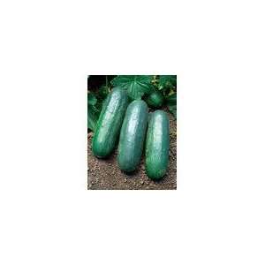  Cucumber Eureka Hybrid Seeds Patio, Lawn & Garden