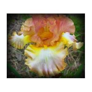  Good Thing Tall Bearded Iris Rhizome Iridaceae 1 Bulb 