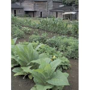  Tobacco Growing in Garden at Fort Boonesborough State Park 